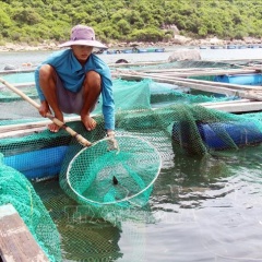 Cá nuôi lồng bè ở Ninh Thuận chết nhiều chưa rõ nguyên nhân